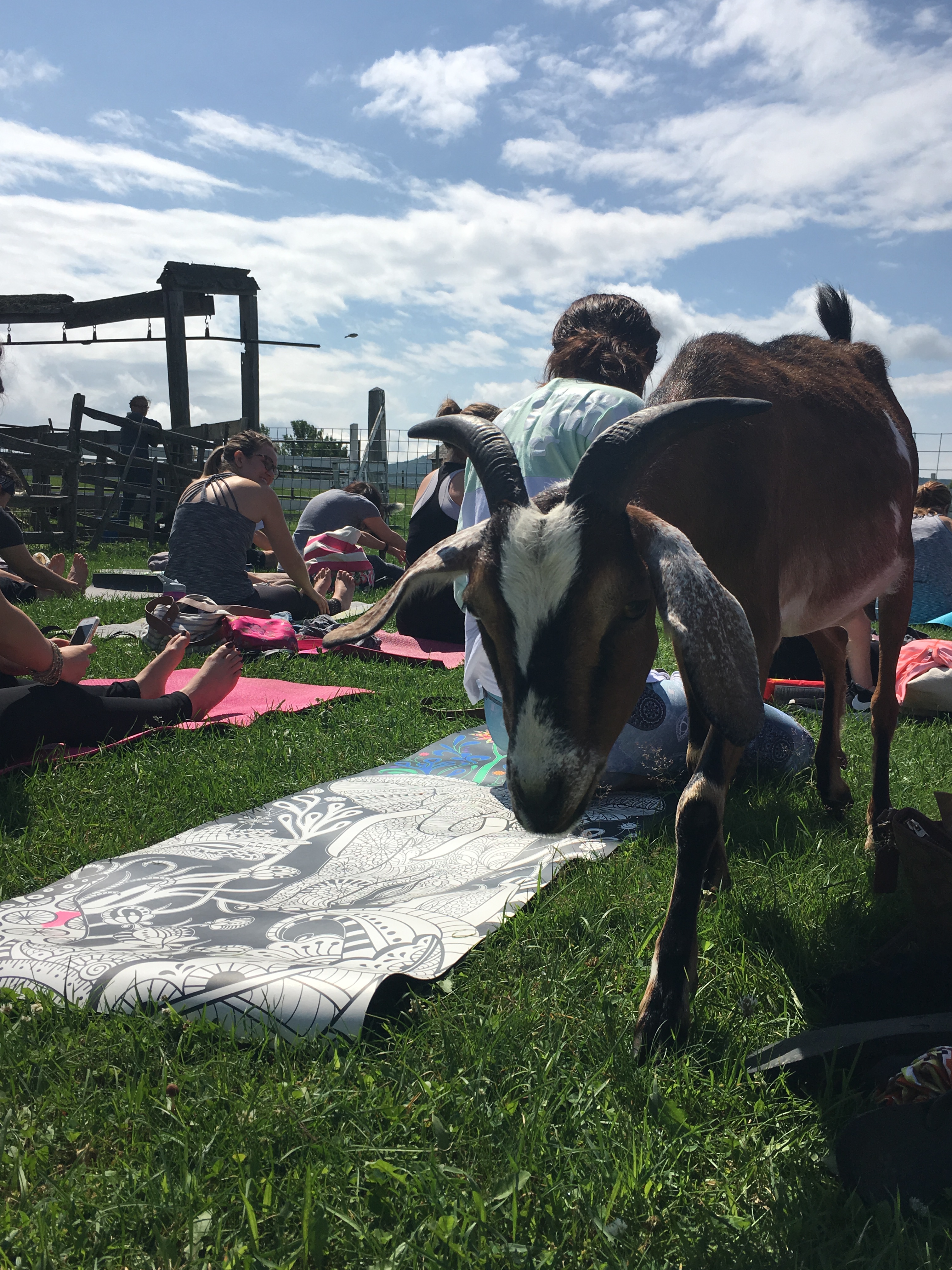 Goat Yoga at Hancock Shaker Village [VIDEO]