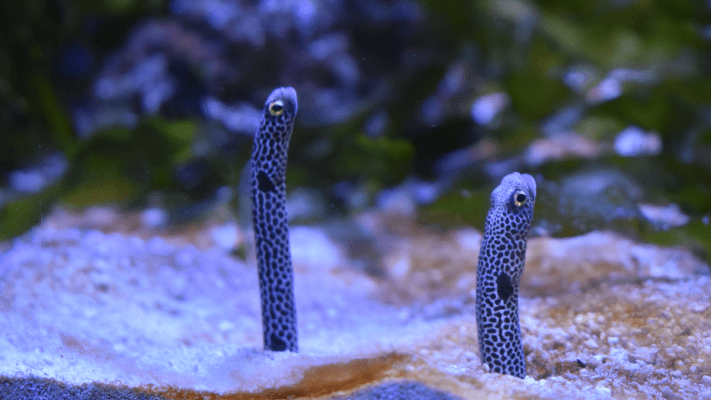 Rosamond Gifford Zoo