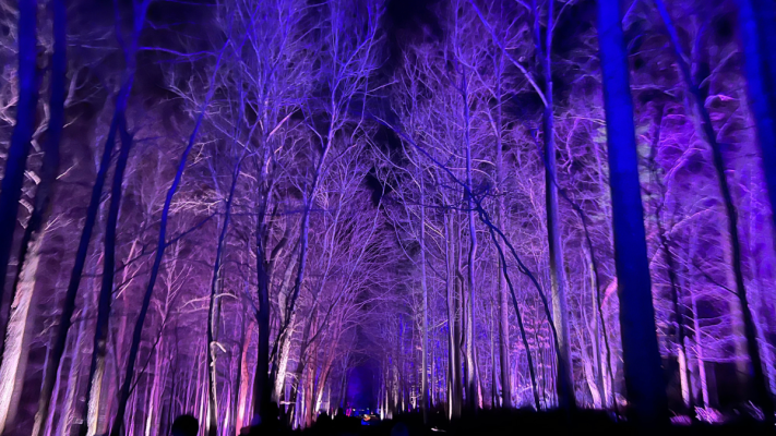 Harry Potter: A Forbidden Forest Experience