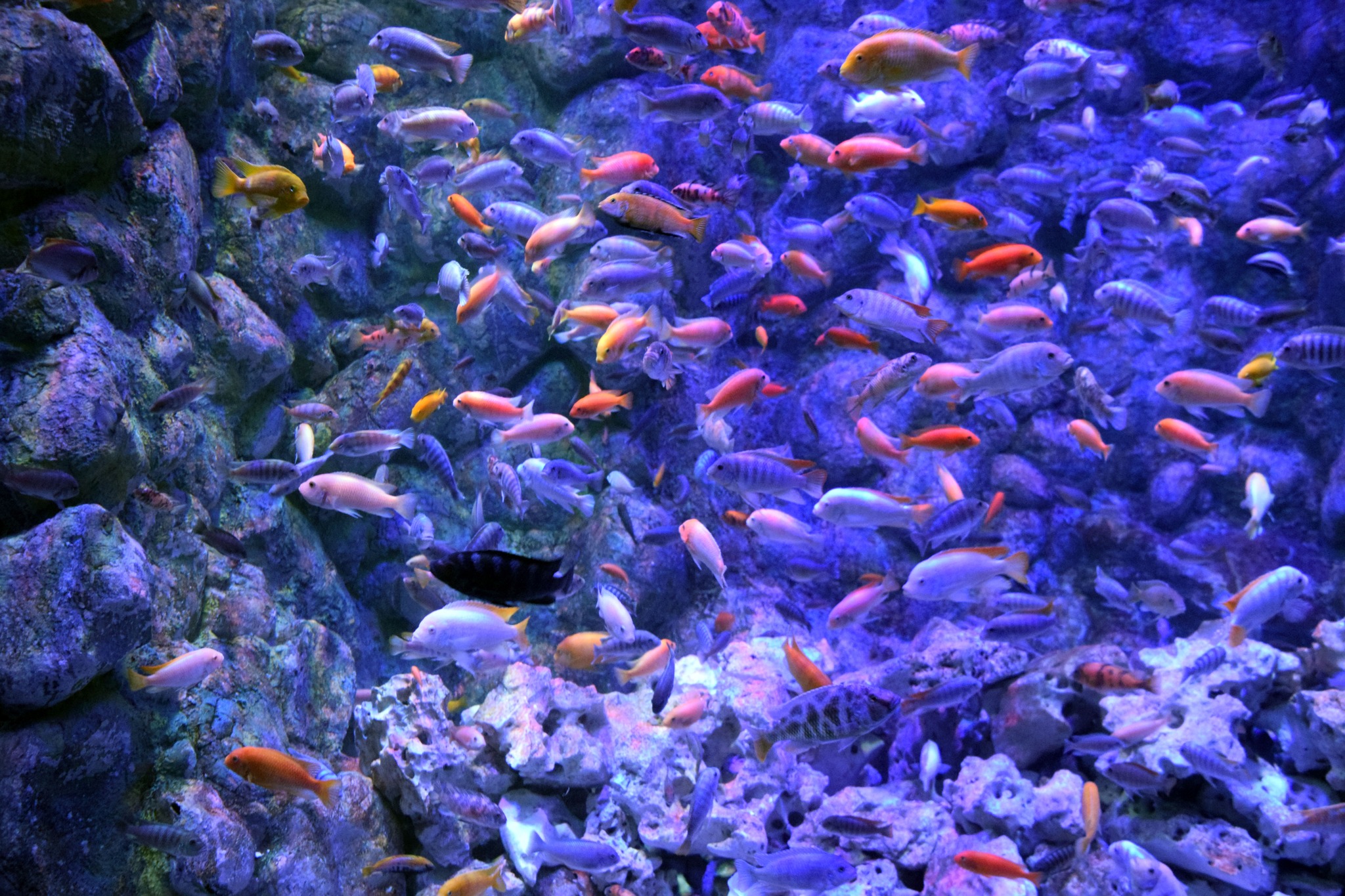 VIA Aquarium